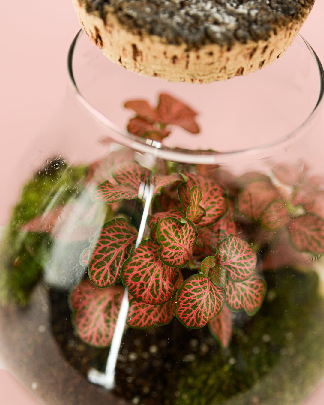 Fittonia Pink Mini - Pur Plant