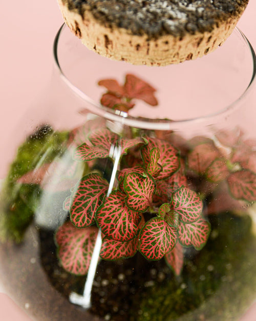 Fittonia Pink Mini - Pur Plant