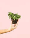 Fittonia Verde Mini - Pur Plant