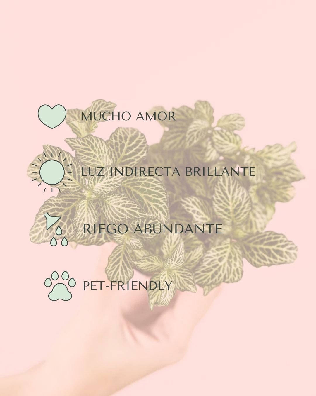 Fittonia Verde Mini - Pur Plant