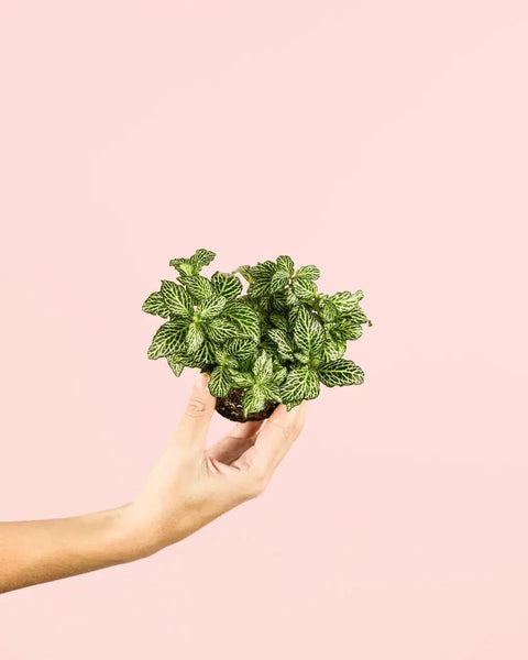 Fittonia Verde Mini