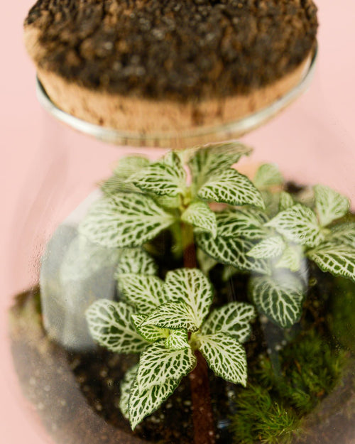 Fittonia Verde Mini - Pur Plant