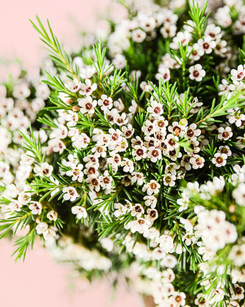 Flor de Cera M - Pur Plant
