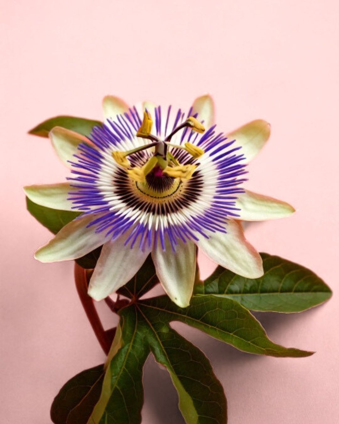 flor passiflora