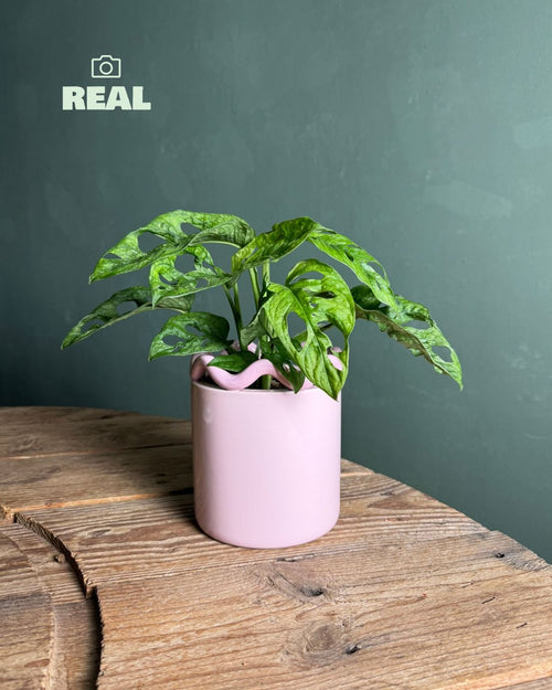 Fun – Maceta Cerámica Rosa M 12 cm - Pur Plant