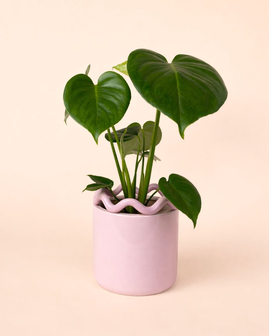Fun – Maceta Cerámica Rosa M 12 cm - Pur Plant