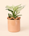 Fun – Maceta Cerámica Salmón M 12 cm - Pur Plant