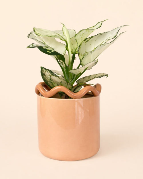 Fun – Maceta Cerámica Salmón M 12 cm - Pur Plant