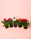 Gerbera Mix Mini - Pur Plant