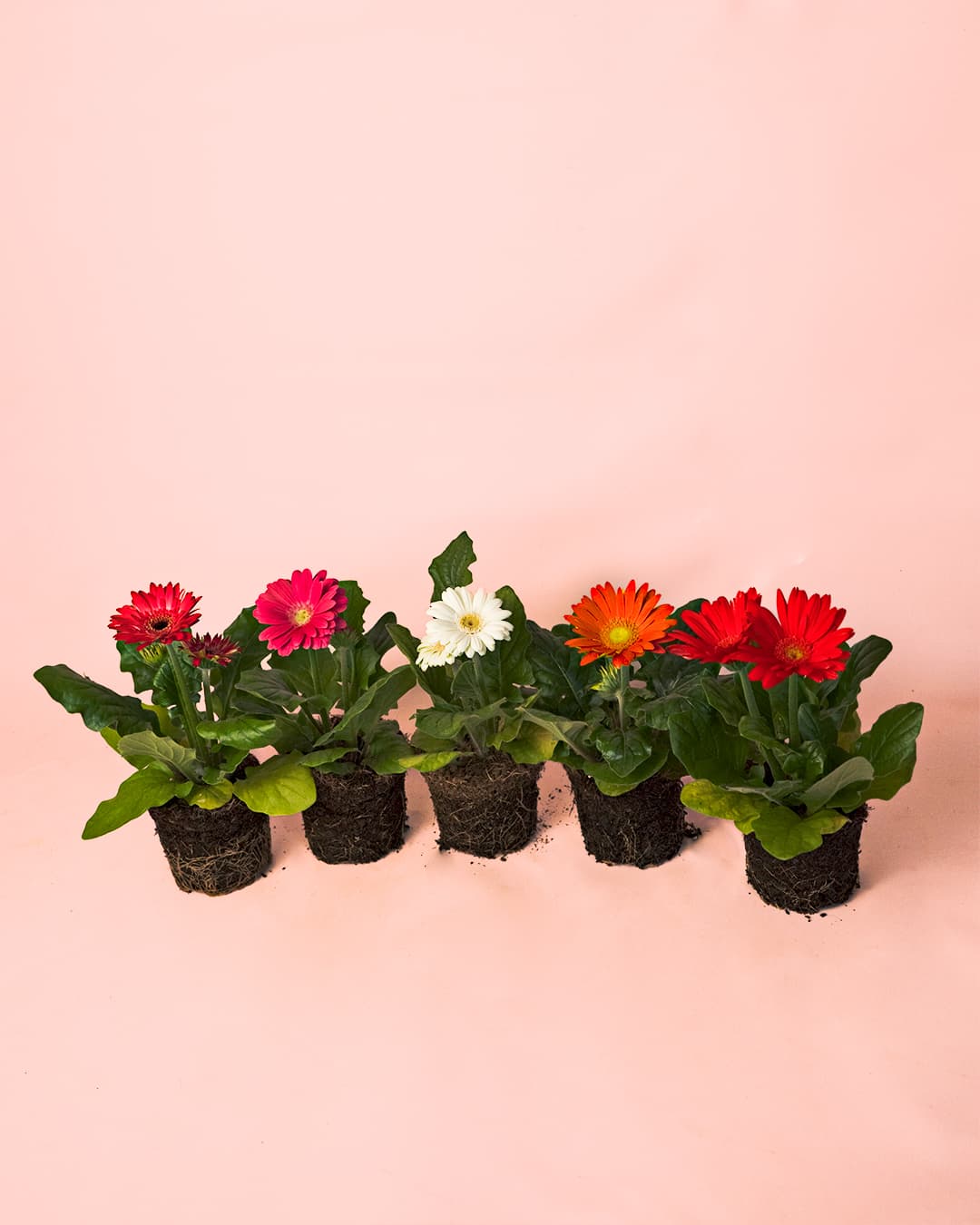 Gerbera Mix Mini - Pur Plant