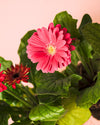 Gerbera Mix Mini - Pur Plant
