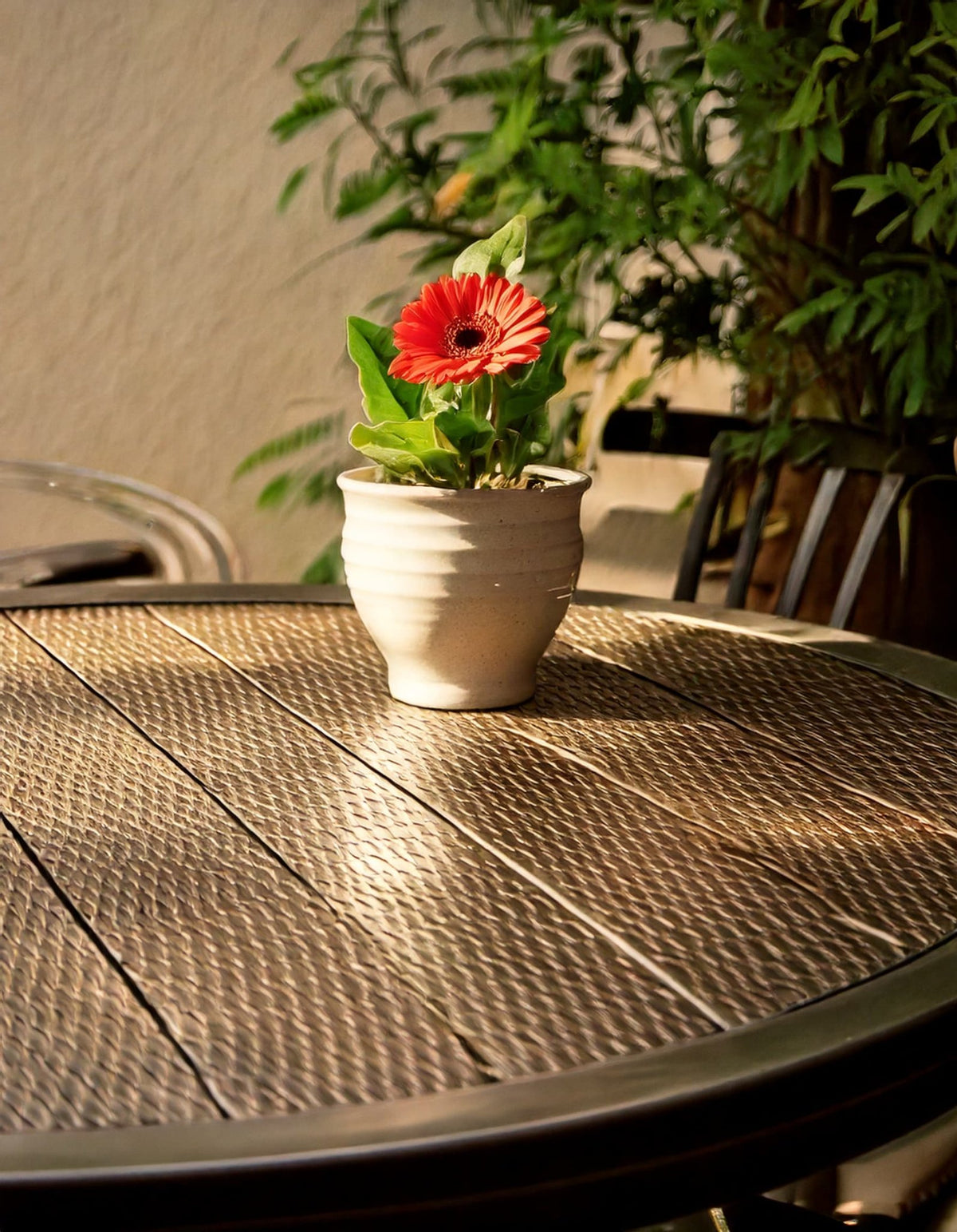 Gerbera Mix Mini - Pur Plant