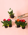 Gerbera Mix Mini - Pur Plant
