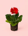 gerbera-red