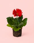 Gerbera Mix Mini