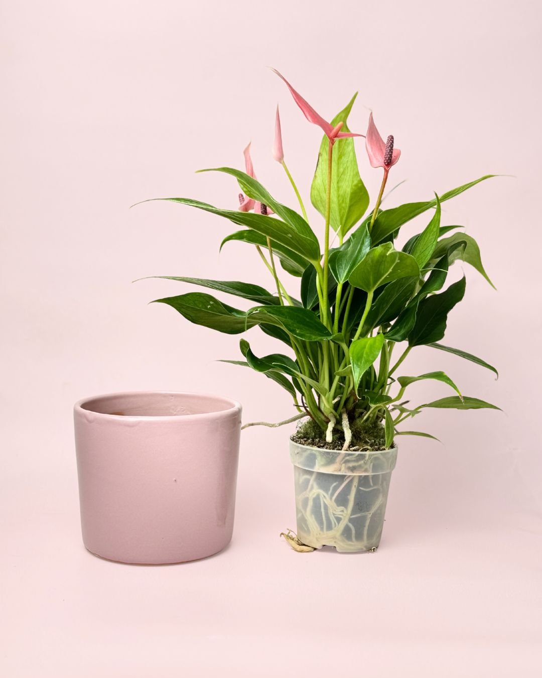 Gift Set Anthurium Lilly Pink + Mini Maceta Cerámica Rosa - Pur Plant