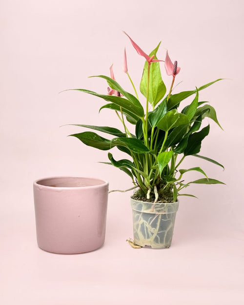 Gift Set Anthurium Lilly Pink + Mini Maceta Cerámica Rosa - Pur Plant