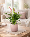Gift Set Anthurium Lilly Pink + Mini Maceta Cerámica Rosa - Pur Plant