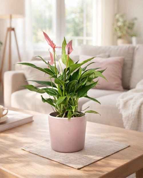 Gift Set Anthurium Lilly Pink + Mini Maceta Cerámica Rosa - Pur Plant