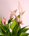 Gift Set Anthurium Lilly Pink + Mini Maceta Cerámica Rosa - Pur Plant