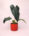 Gift Set Anthurium Queen of Hearts + Maceta Cerámica Roja - Pur Plant