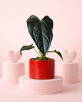Gift Set Anthurium Queen of Hearts + Maceta Cerámica Roja