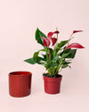 Gift Set Anthurium Rojo + Mini Maceta Cerámica Roja - Pur Plant