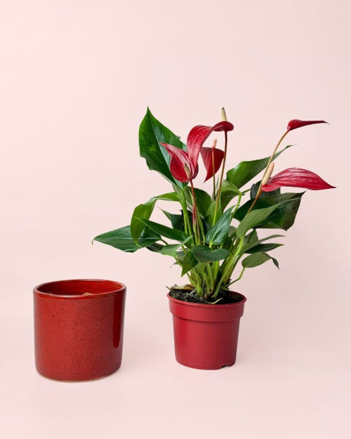 Gift Set Anthurium Rojo + Mini Maceta Cerámica Roja - Pur Plant