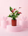Gift Set Anthurium Rojo + Mini Maceta Cerámica Roja - Pur Plant