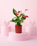 Gift Set Anthurium Rojo + Mini Maceta Cerámica Roja