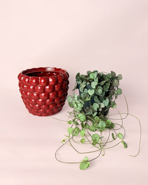 Gift Set Ceropegia Woodii M + Maceta Cerámica Bubble - Pur Plant