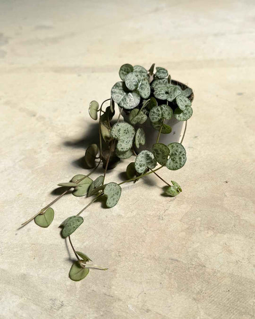 Gift Set Halo – Ceropegia Woodii - Pur Plant