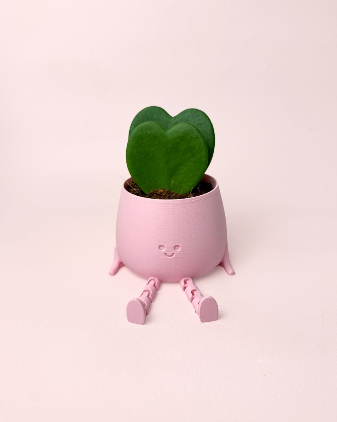 Gift Set Hoya Kerrii Doble + Happy Pot Rosa - Pur Plant