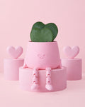 Gift Set Hoya Kerrii Doble + Happy Pot Rosa