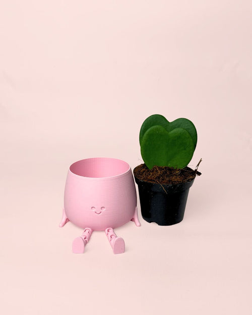 Gift Set Hoya Kerrii Doble + Happy Pot Rosa - Pur Plant