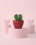 Gift Set Hoya Kerrii Variegada + Mini Maceta Cerámica Bubble