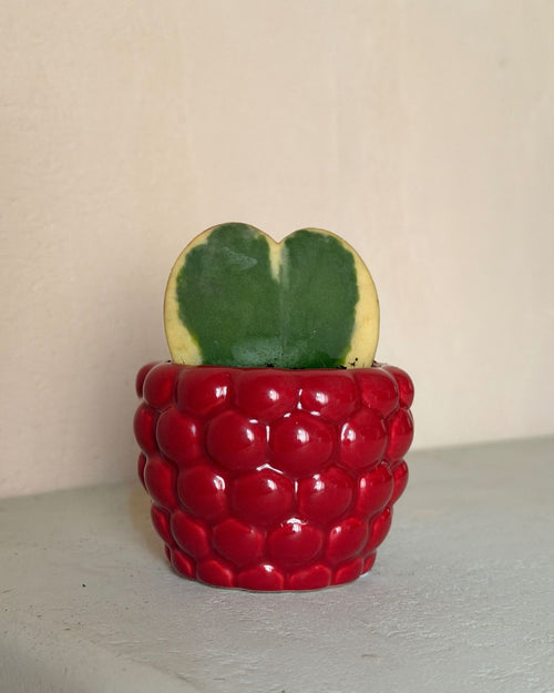 Gift Set Hoya Kerrii Variegada + Mini Maceta Cerámica Bubble - Pur Plant