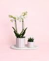 Gift Set Lilac – Orquidea y Suculenta Con Maceta - Pur Plant