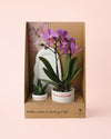 Gift Set Love – Orquidea y Suculenta Con Maceta - Pur Plant