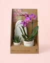 Gift Set Love – Orquidea y Suculenta Con Maceta - Pur Plant