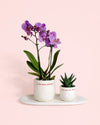 Gift Set Love – Orquidea y Suculenta Con Maceta - Pur Plant