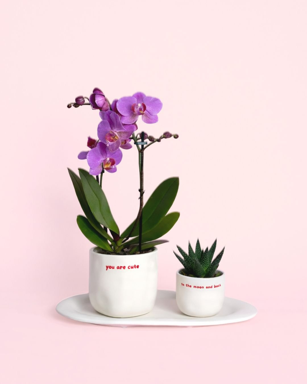 Gift Set Love – Orquidea y Suculenta Con Maceta - Pur Plant