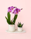 Gift Set Love – Orquidea y Suculenta Con Maceta - Pur Plant