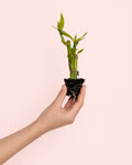 Dracaena Lucky Bamboo Maceta Mini