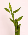 dracaena-lucky-bamboo-mini-detalle