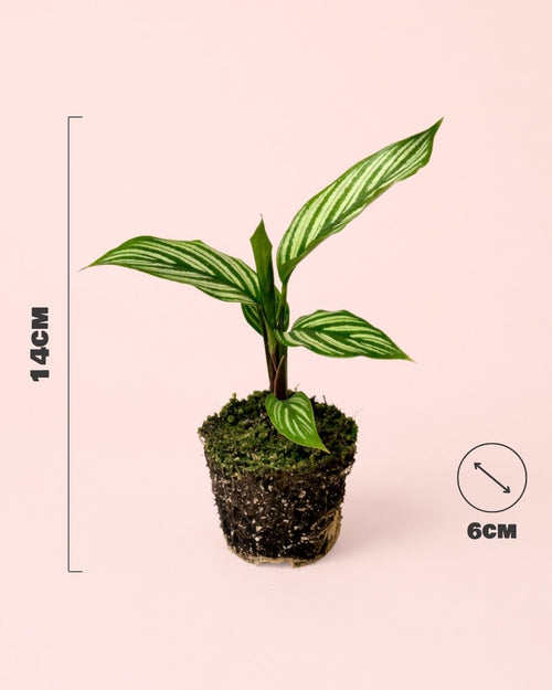 Calathea-vittata-medidas