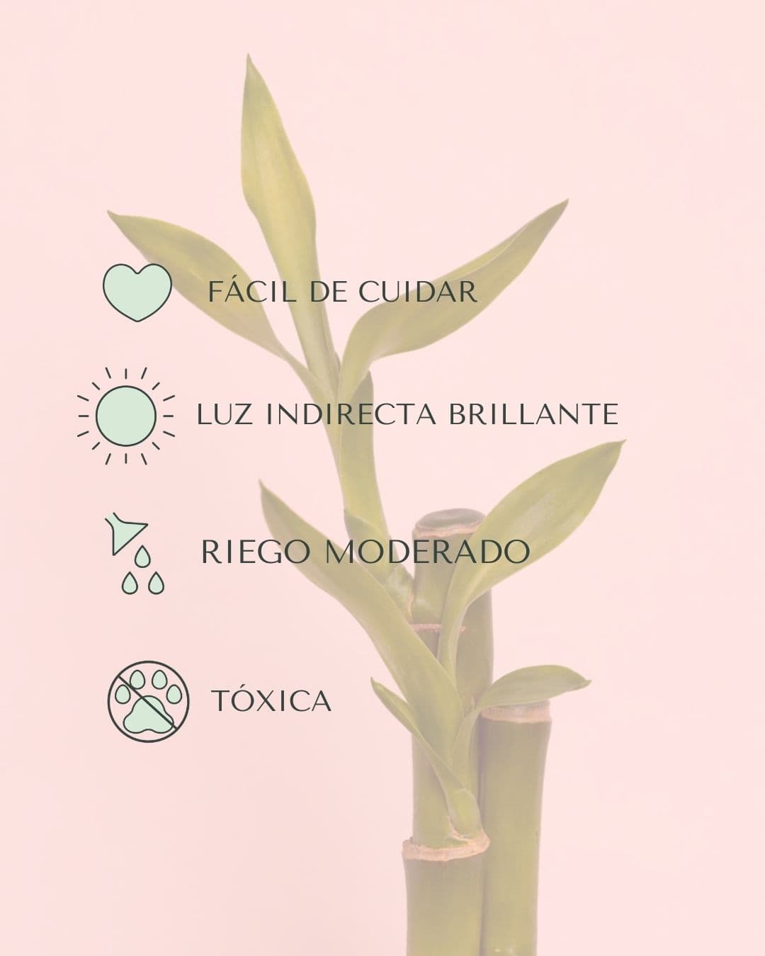 dracaena-lucky-bamboo-mini-cuidados