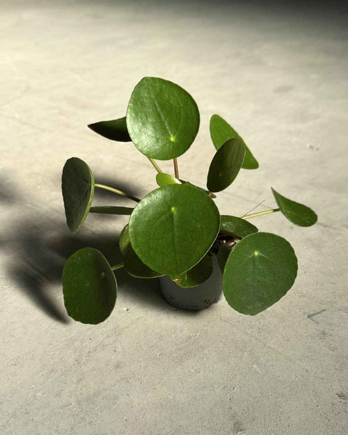 Gift Set Lumen – Pilea Peperomioides - Pur Plant