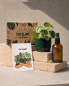 Gift Set Lumen – Pilea Peperomioides - Pur Plant