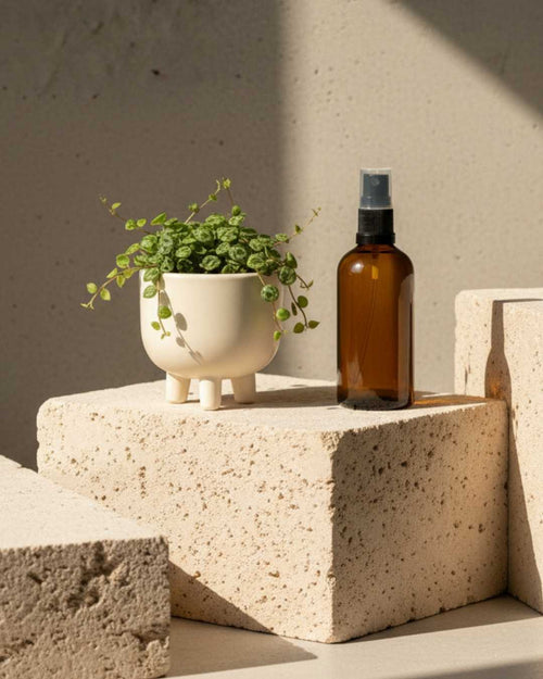 Gift Set Nido – Peperomia Prostrata - Pur Plant